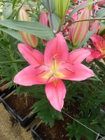 [5304 Tarrango No02.JPG]